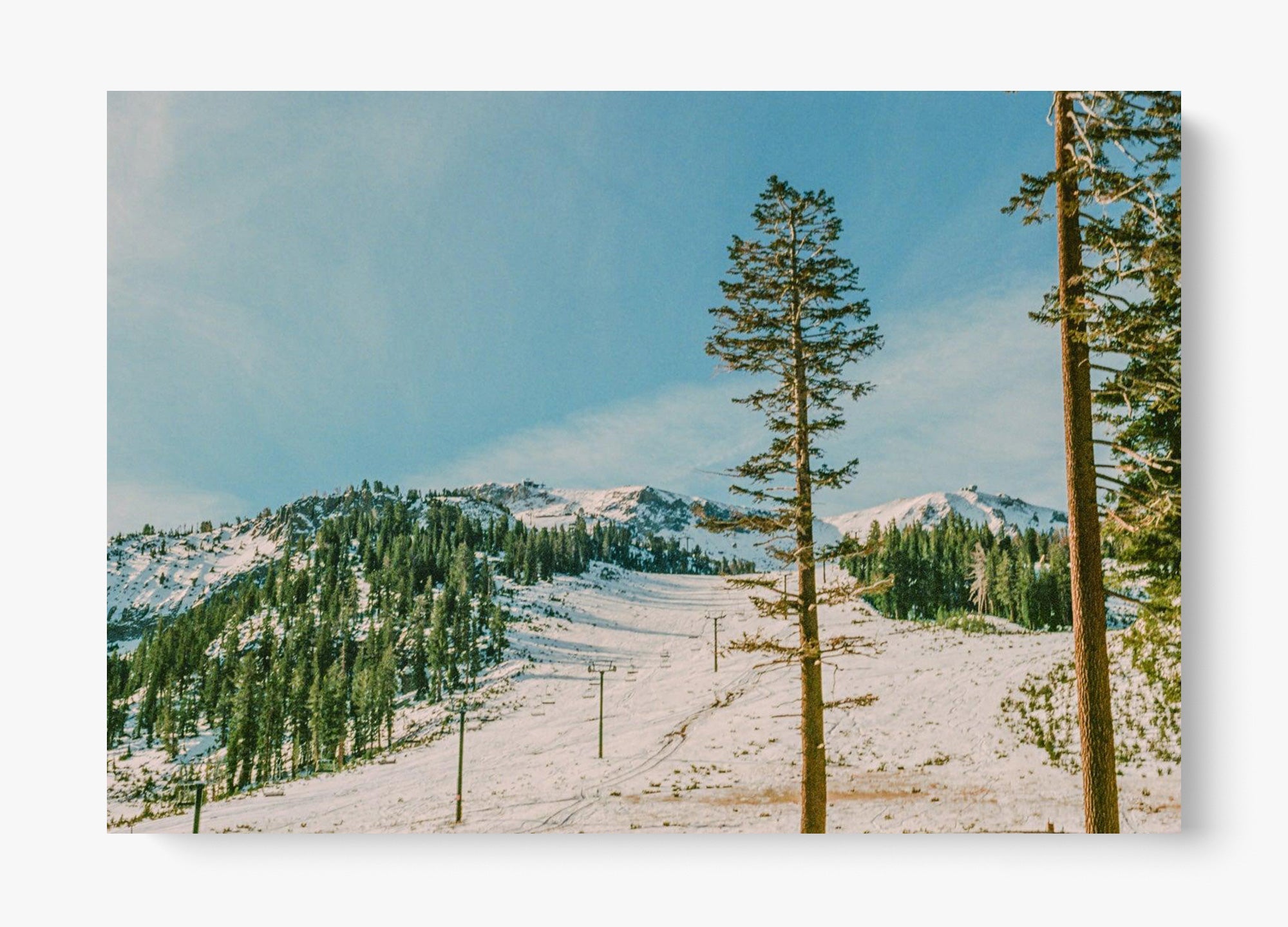 Mammoth In Spring
