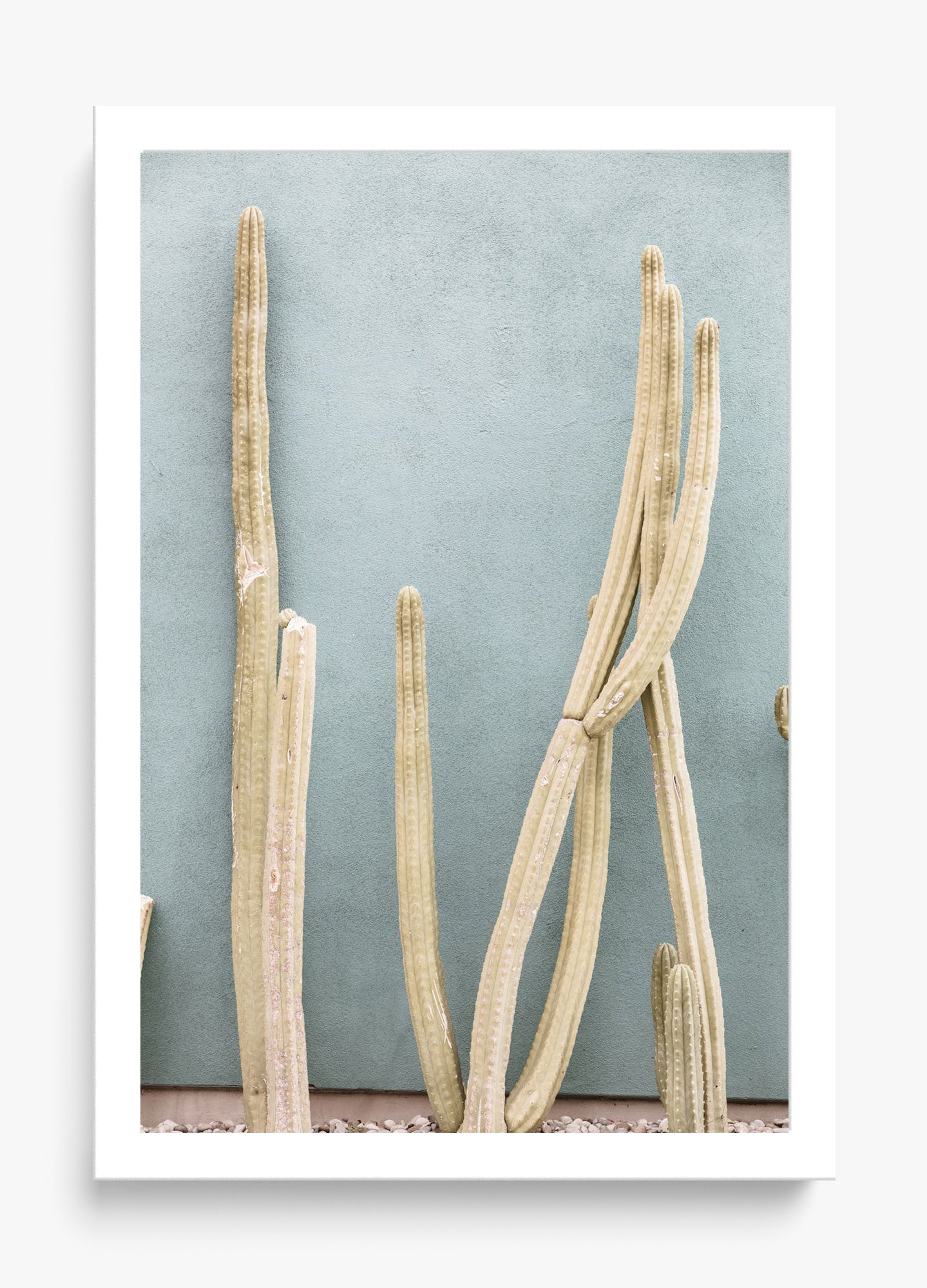 Melrose Cacti