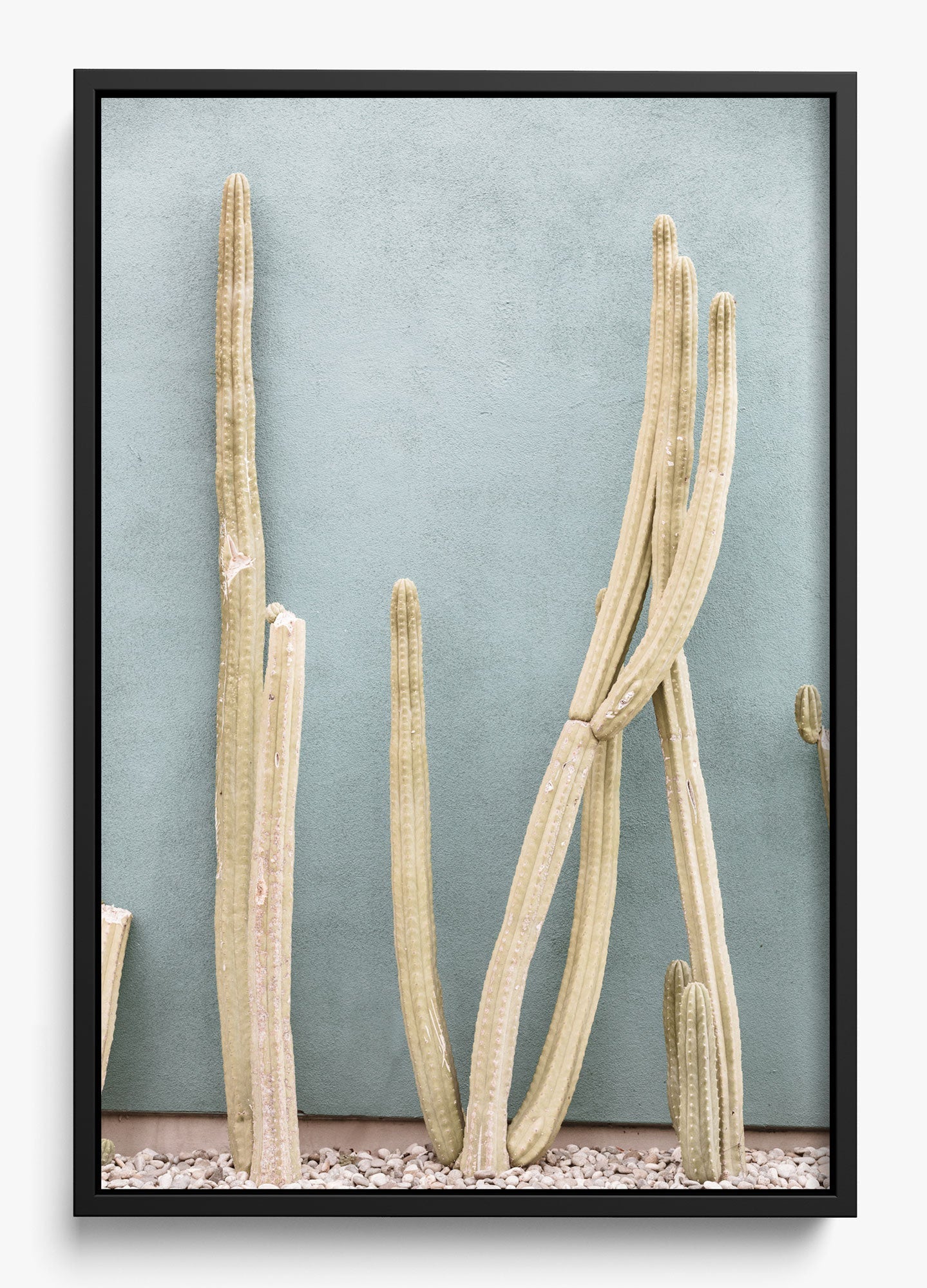 Melrose Cacti