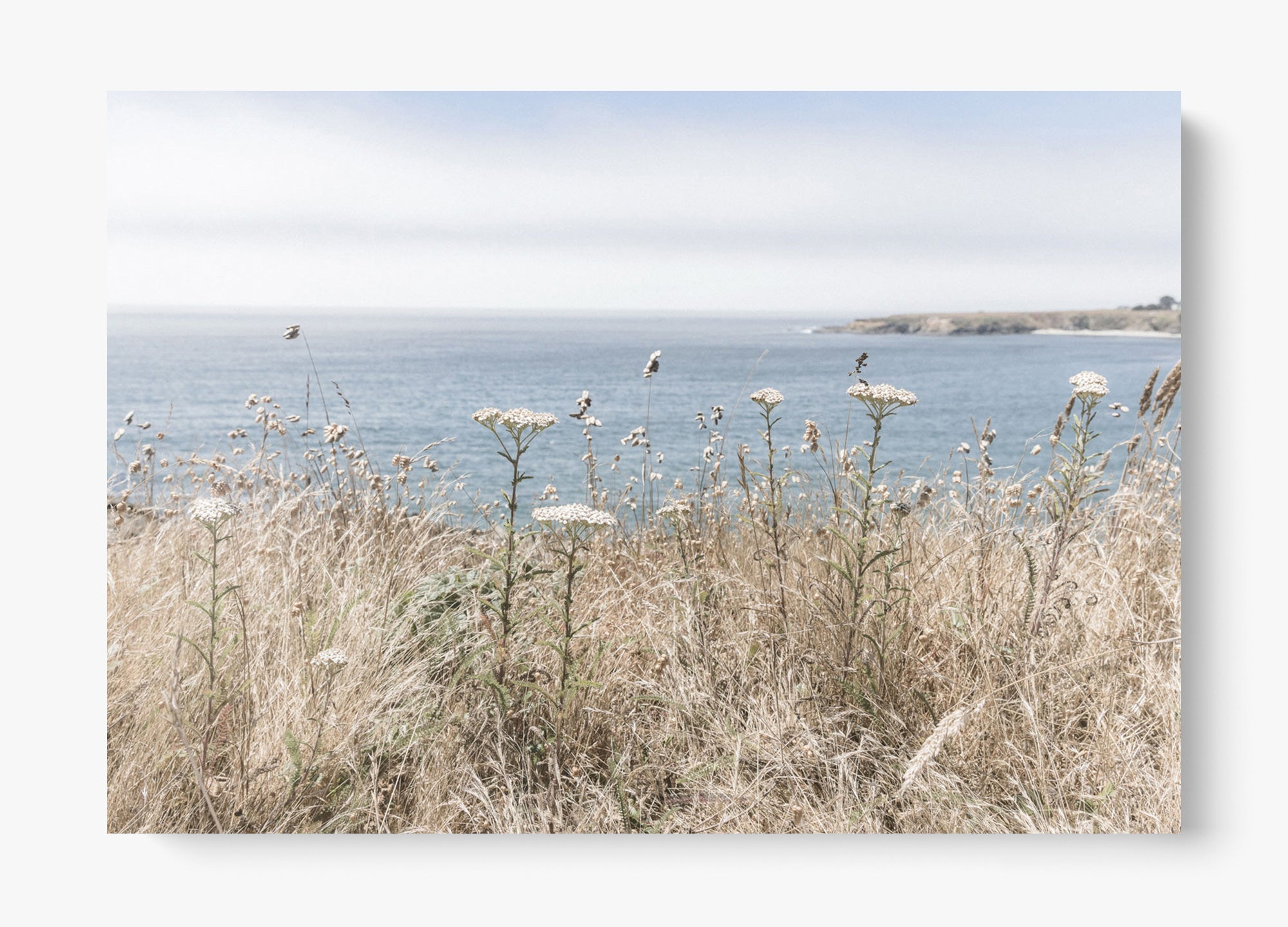 Mendocino Wild