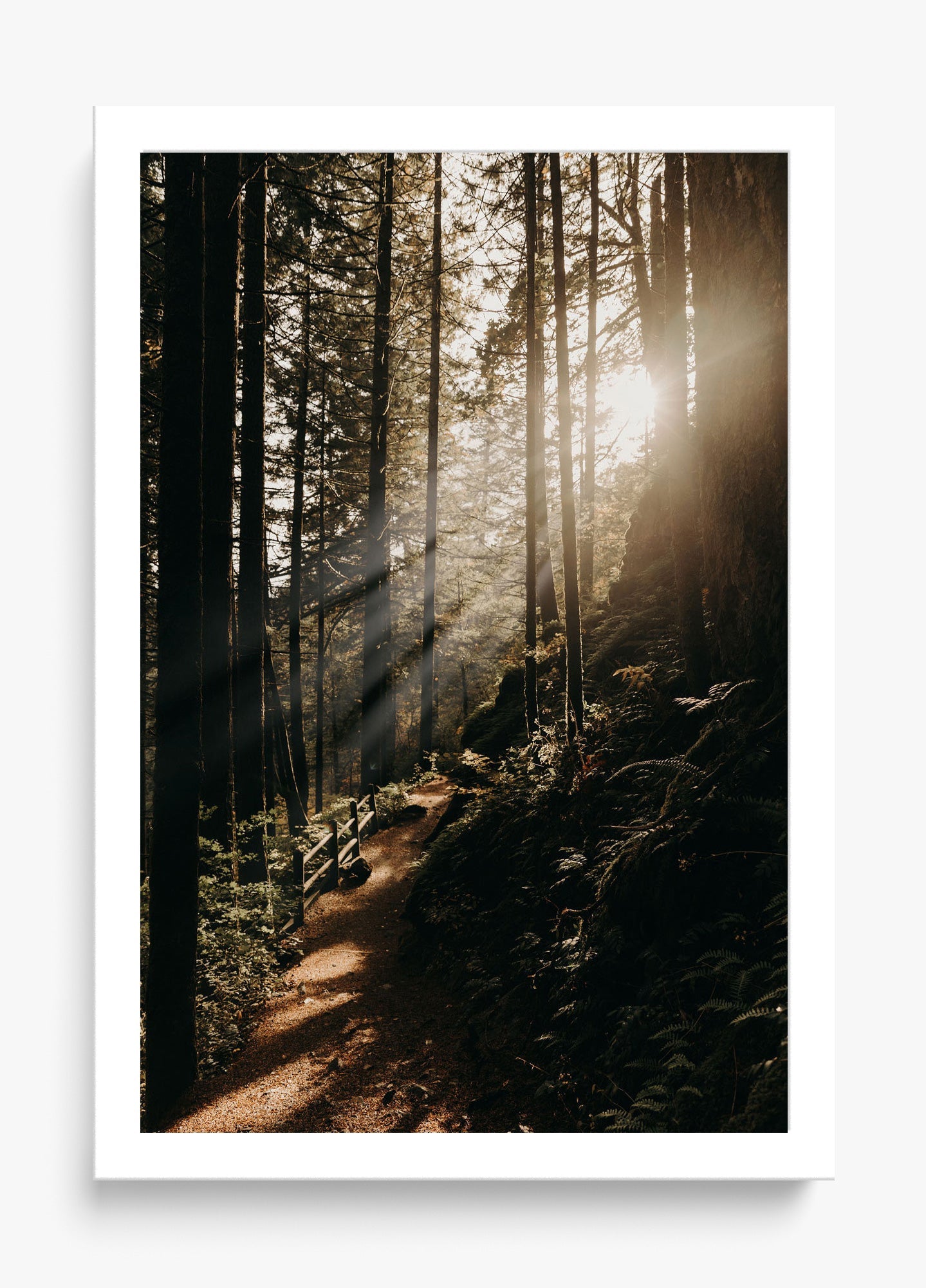 The Morning Sun