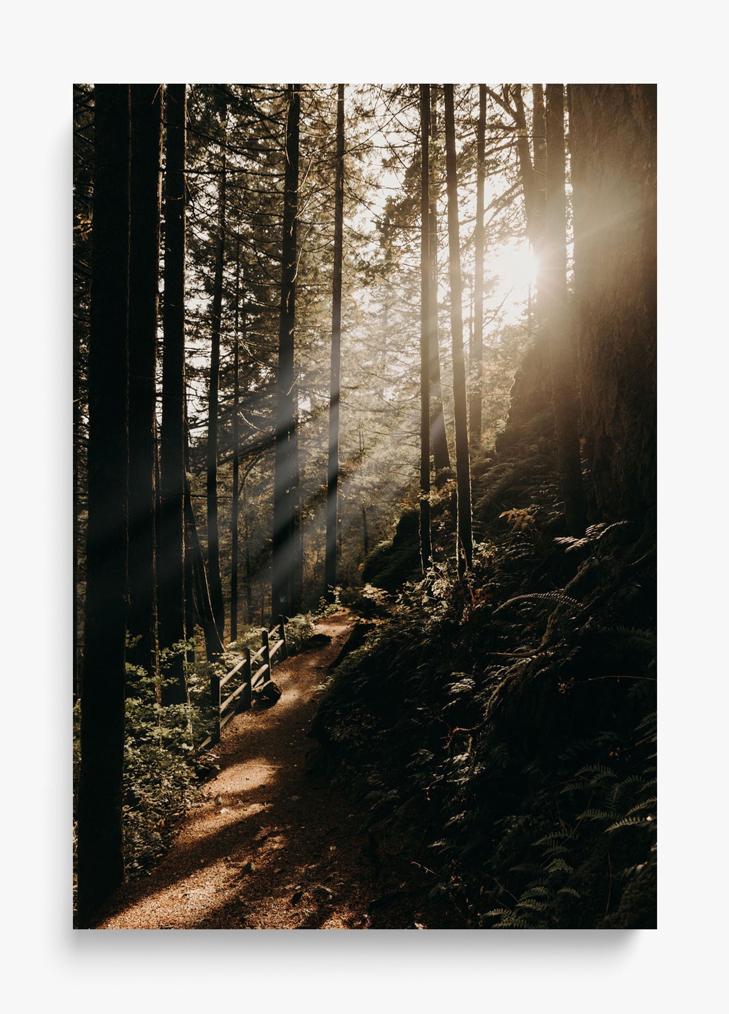 The Morning Sun