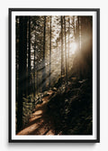 The Morning Sun