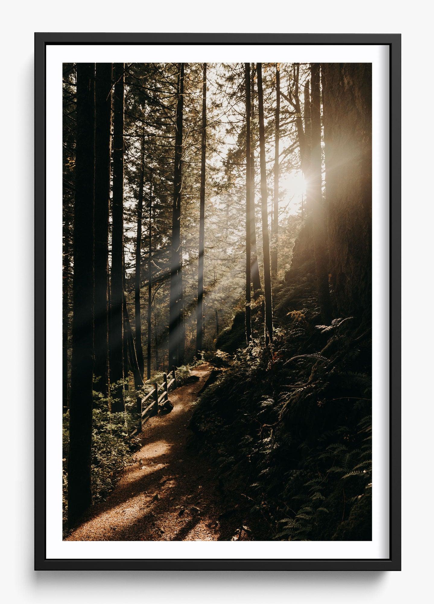 The Morning Sun