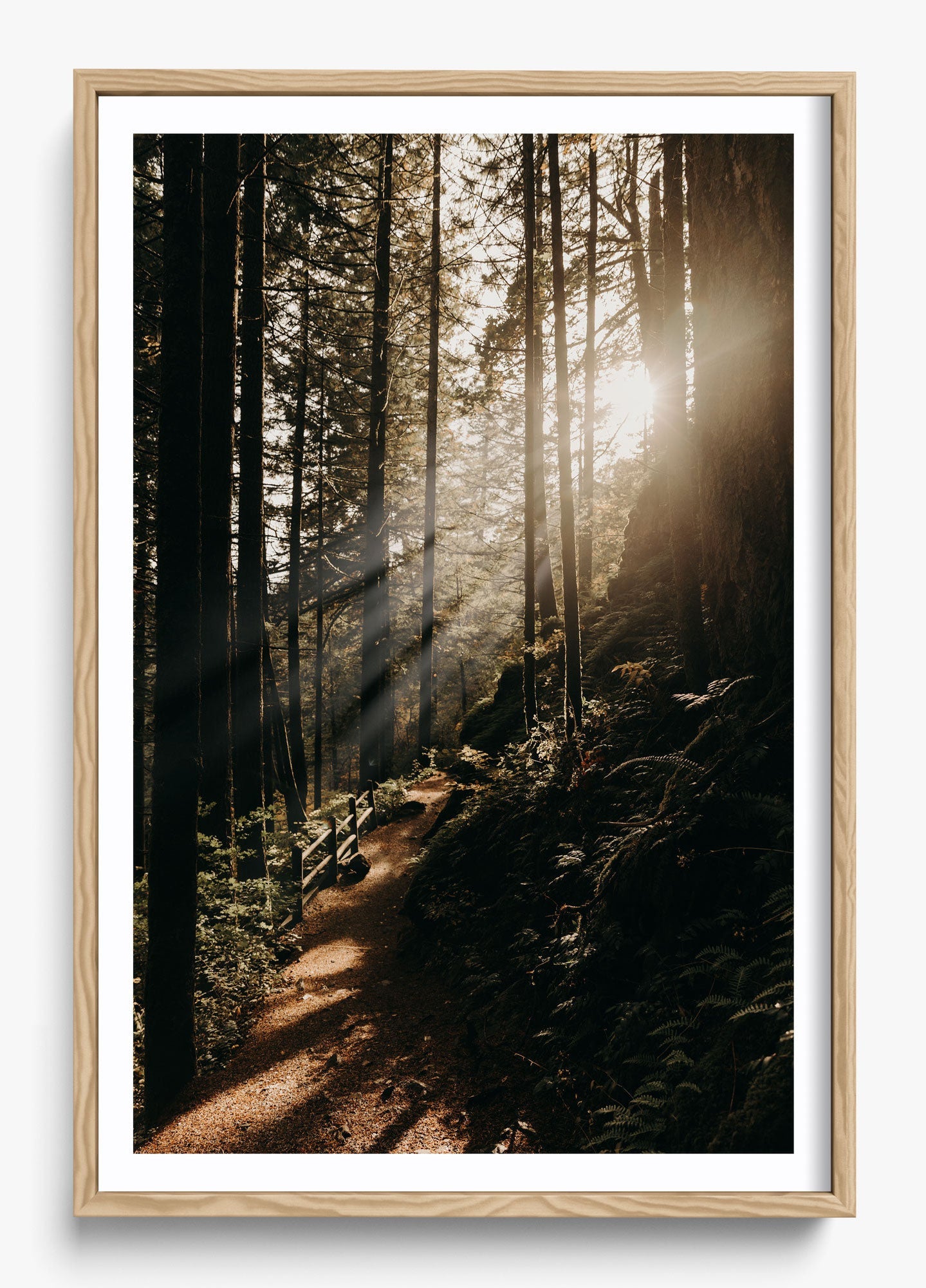 The Morning Sun