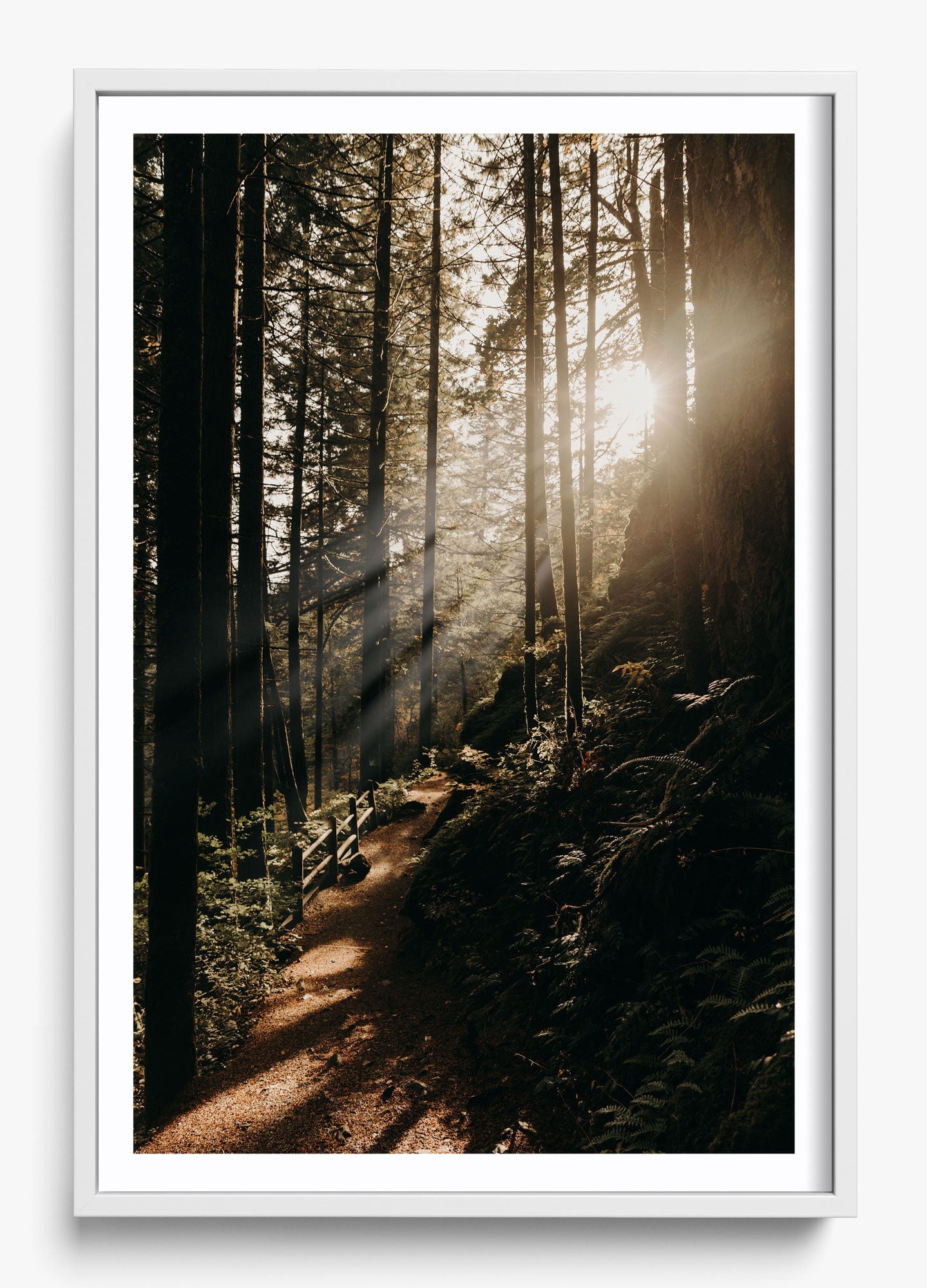 The Morning Sun