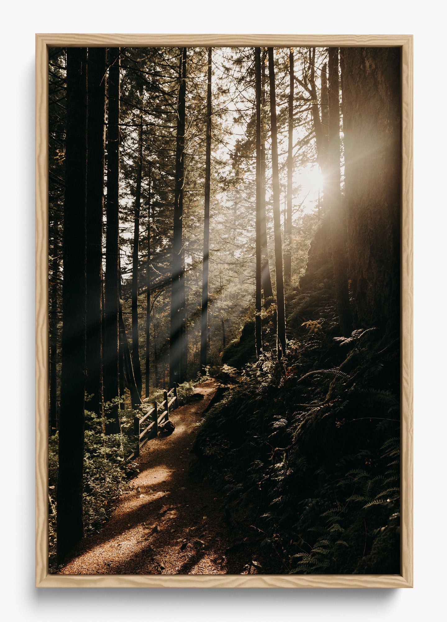 The Morning Sun