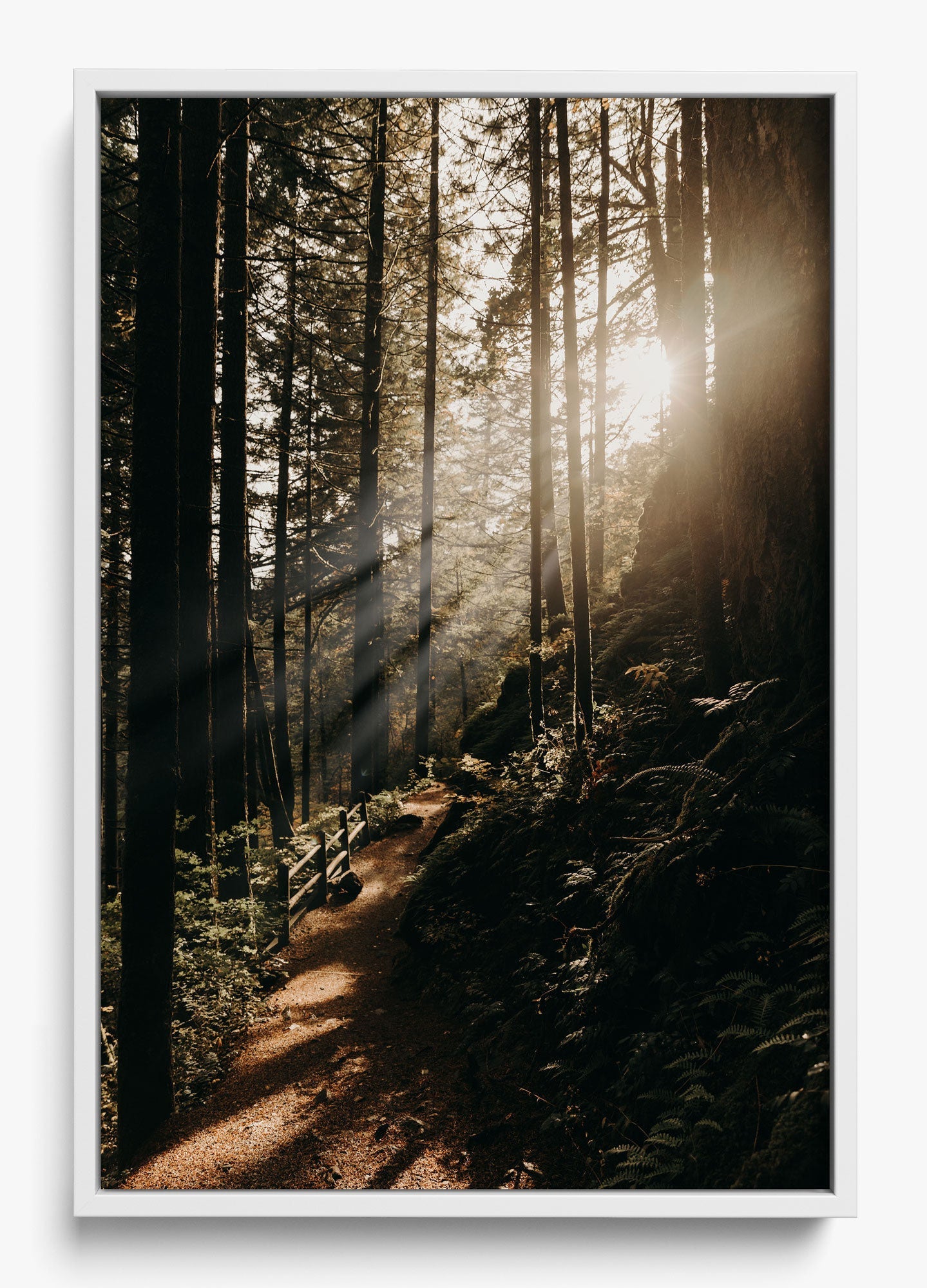 The Morning Sun