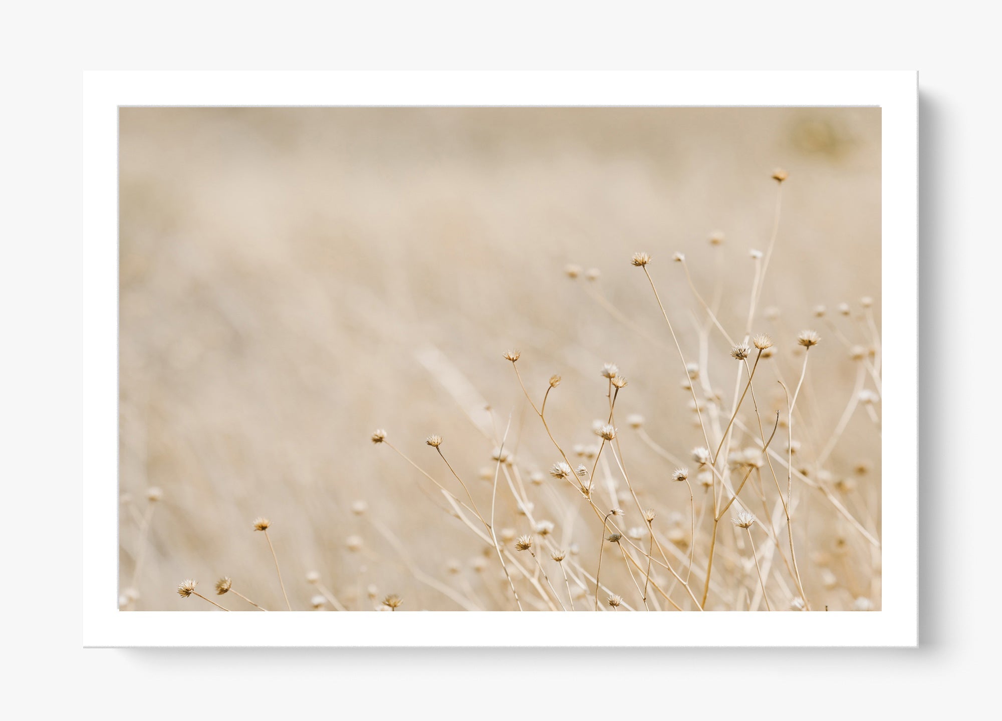 Soft West