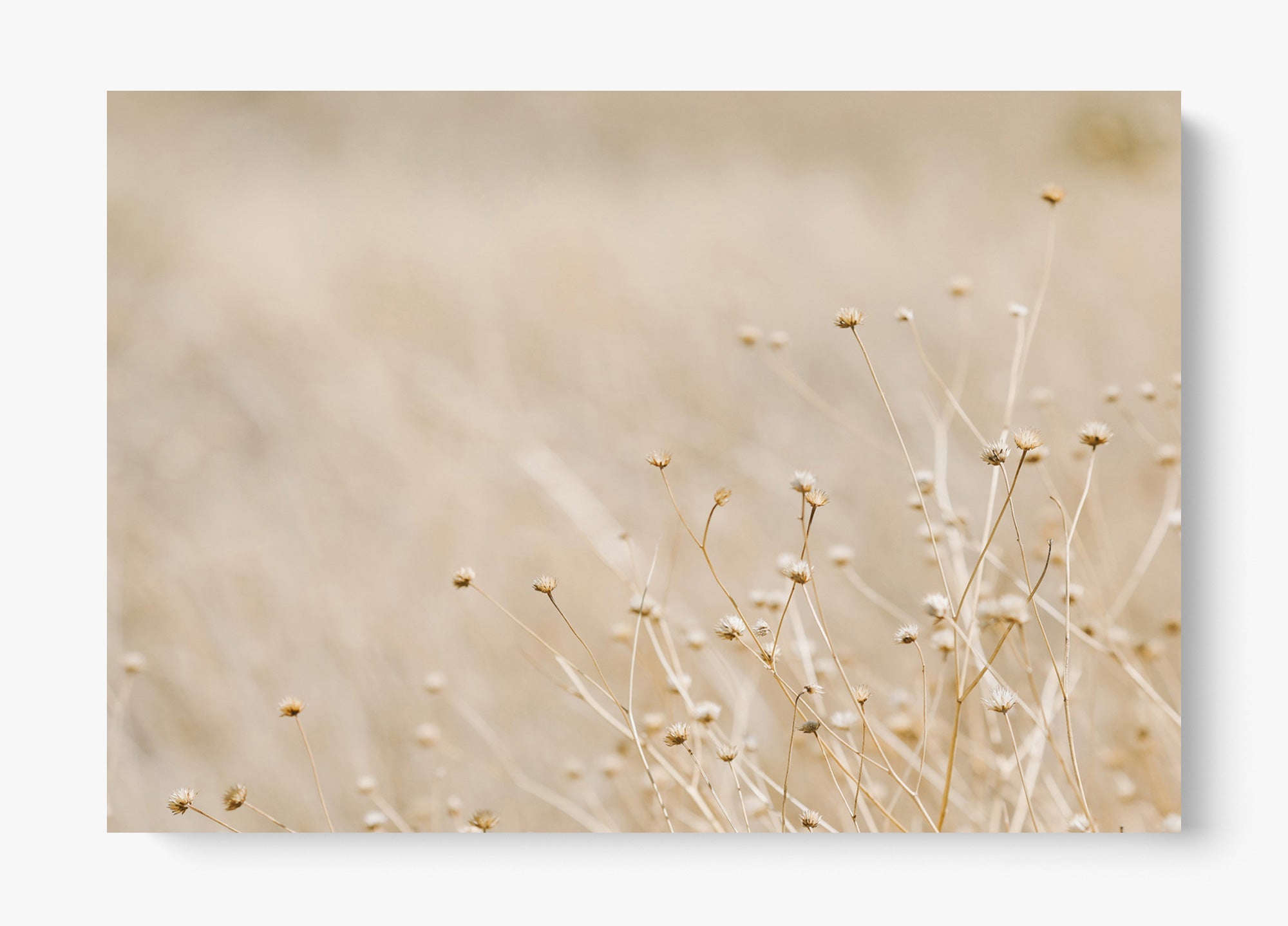 Soft West