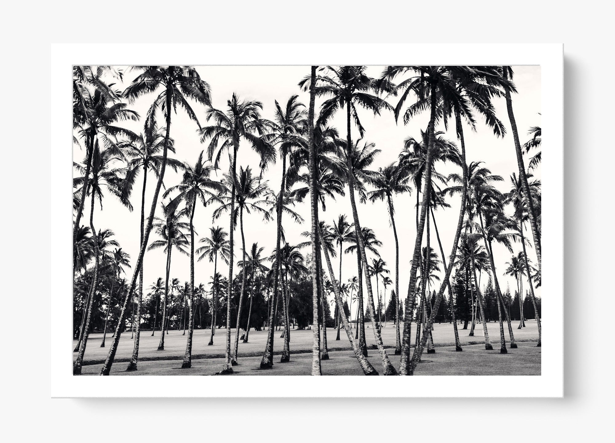 A Thousand Palms