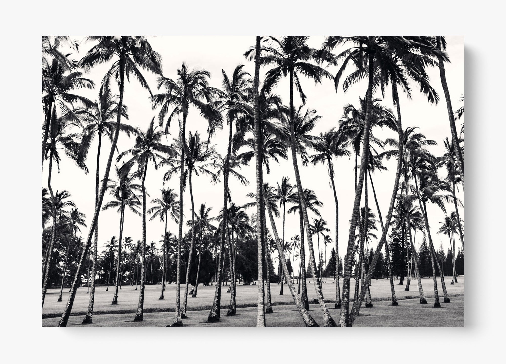 A Thousand Palms