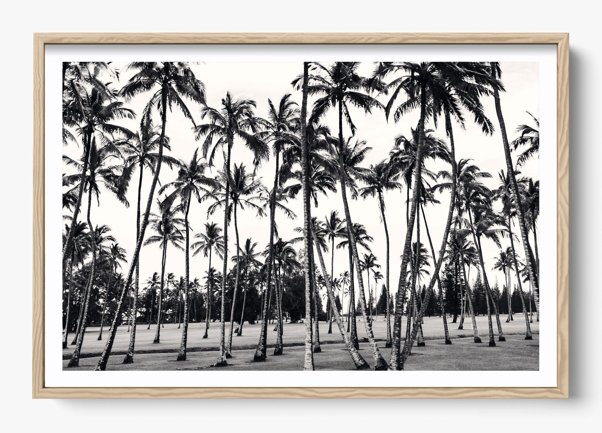 A Thousand Palms