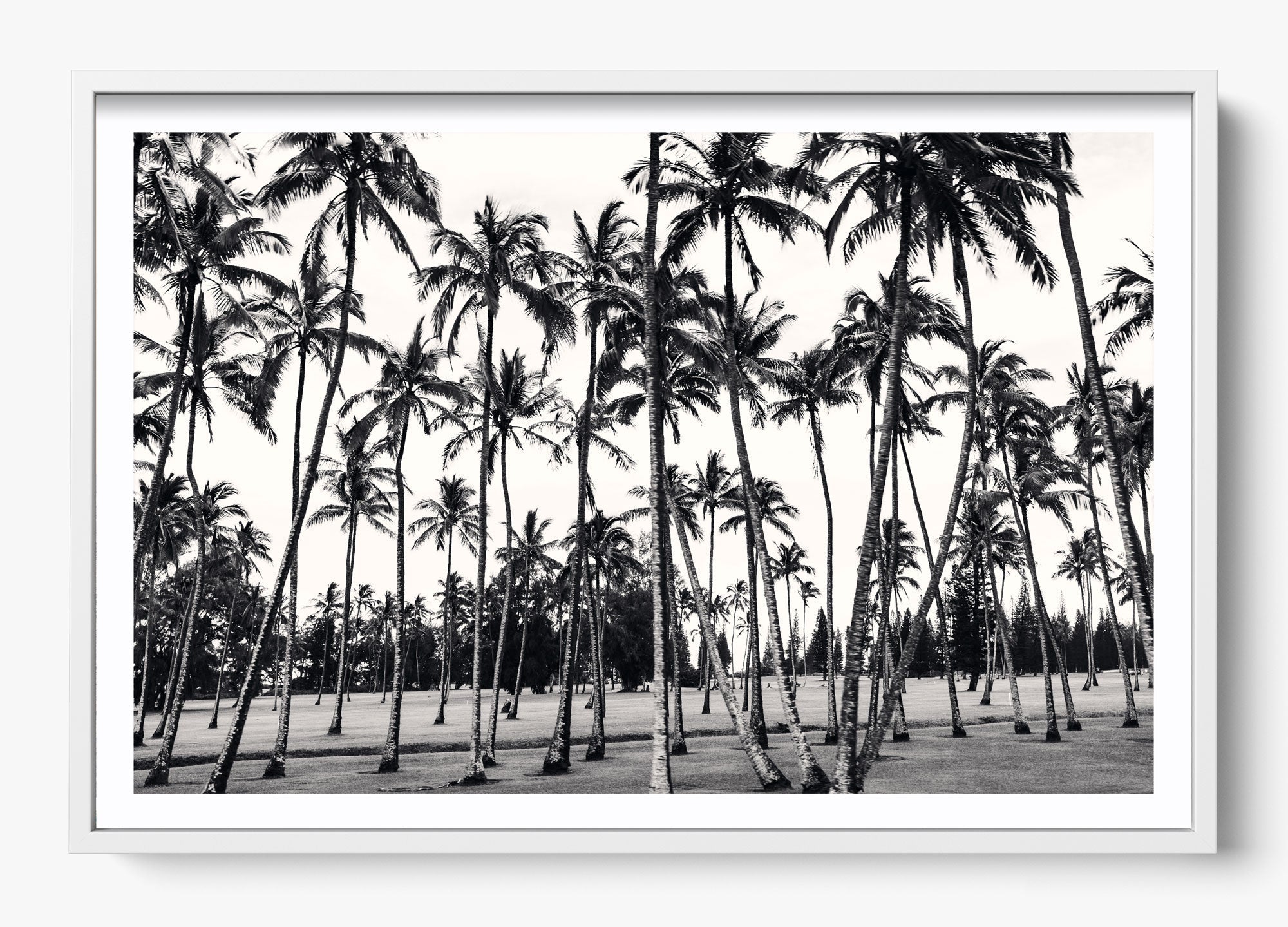 A Thousand Palms