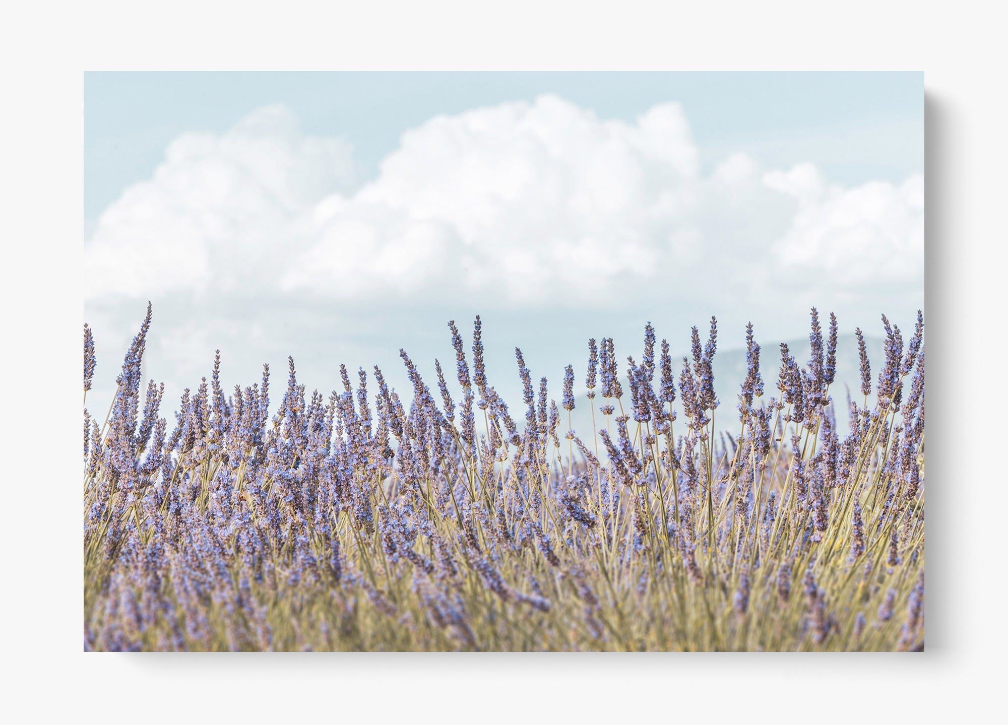 Provence