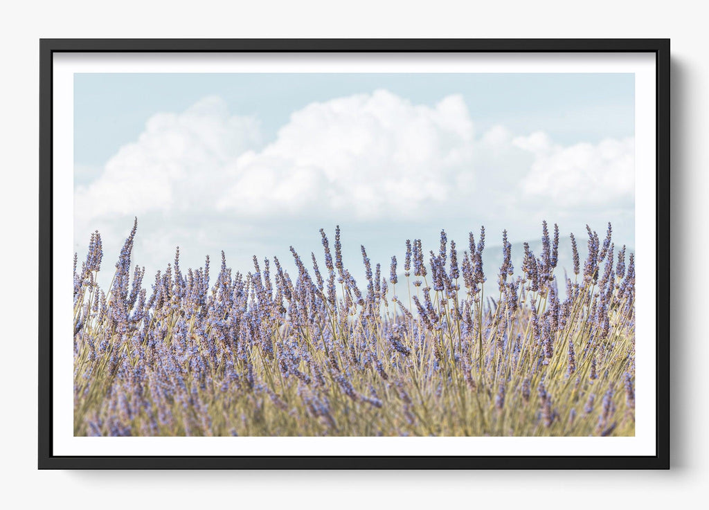 Provence