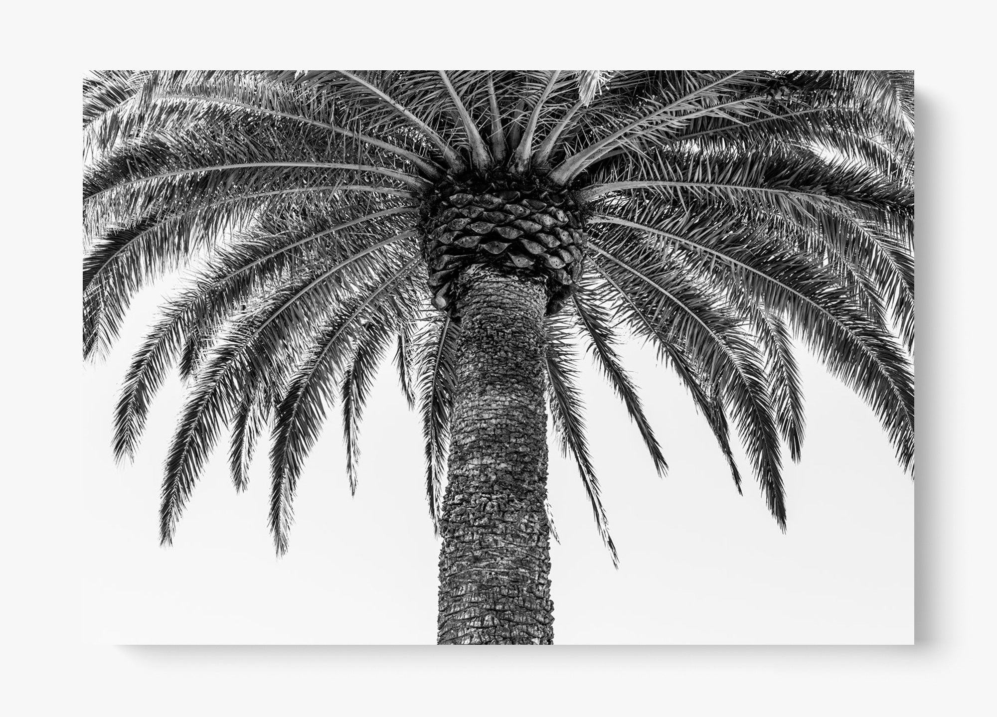 The Queen Palm