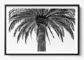 The Queen Palm