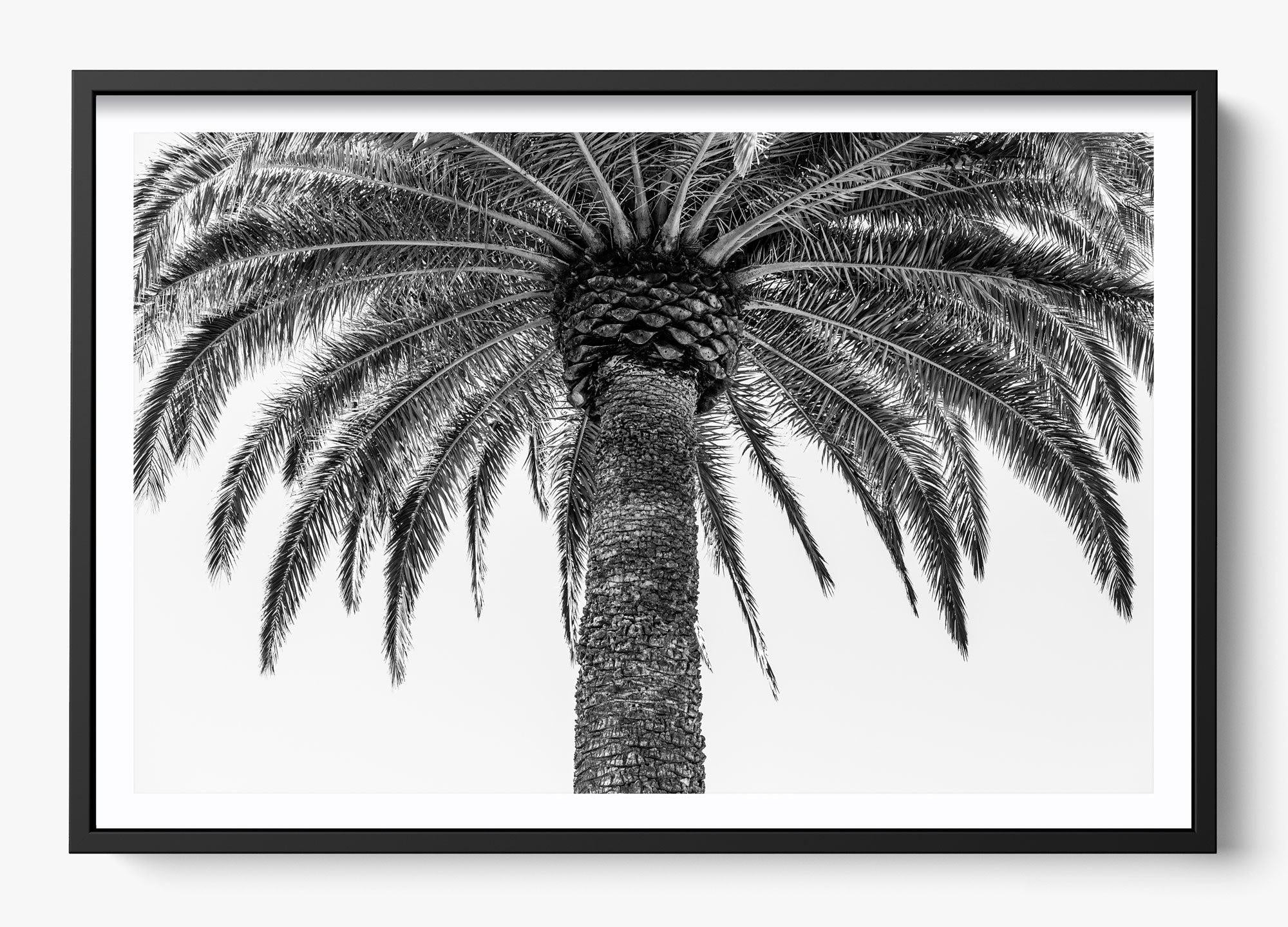 The Queen Palm