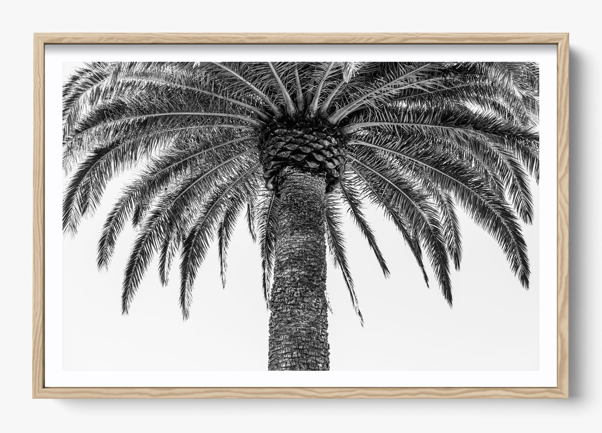 The Queen Palm
