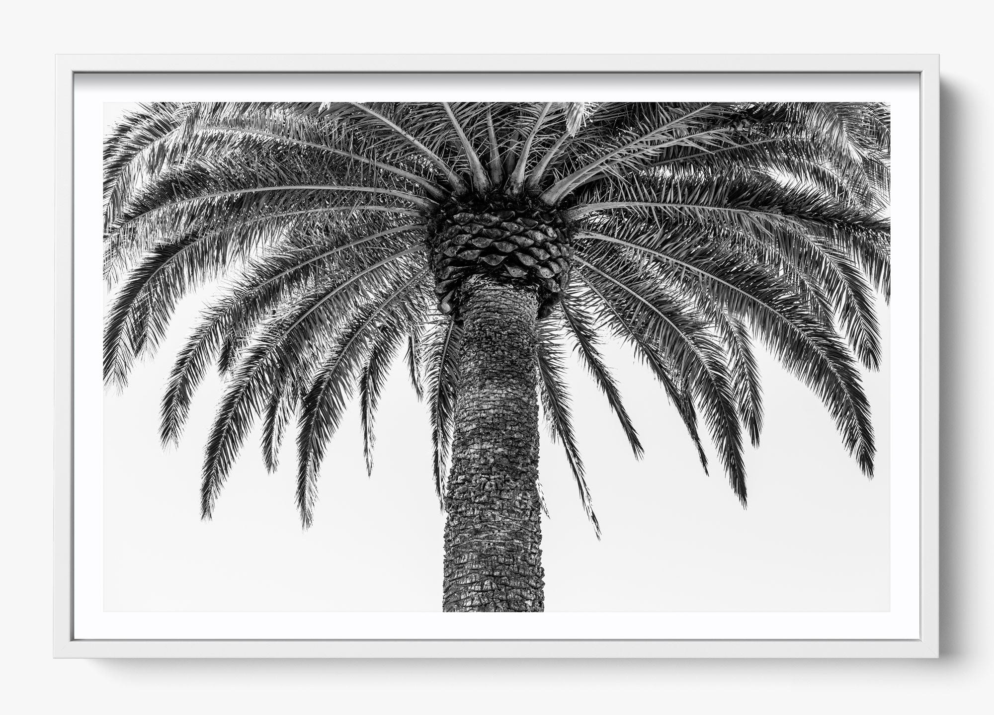 The Queen Palm