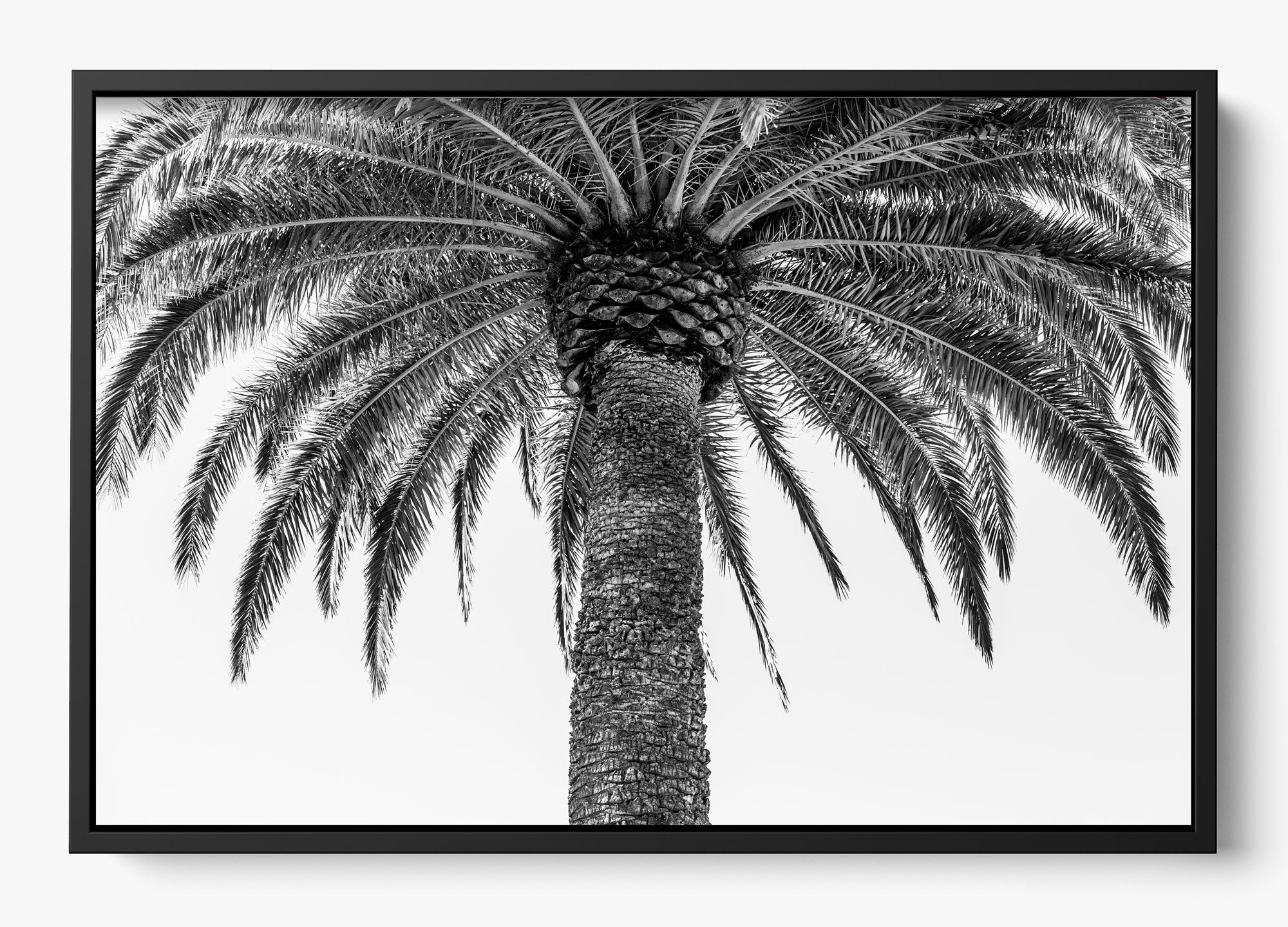 The Queen Palm