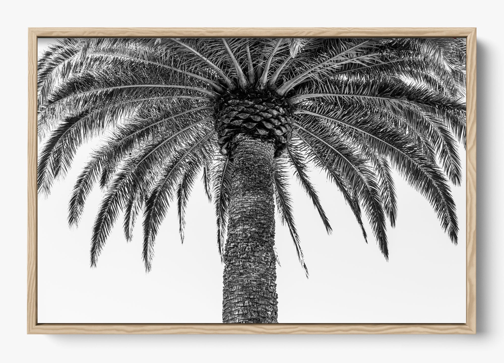 The Queen Palm