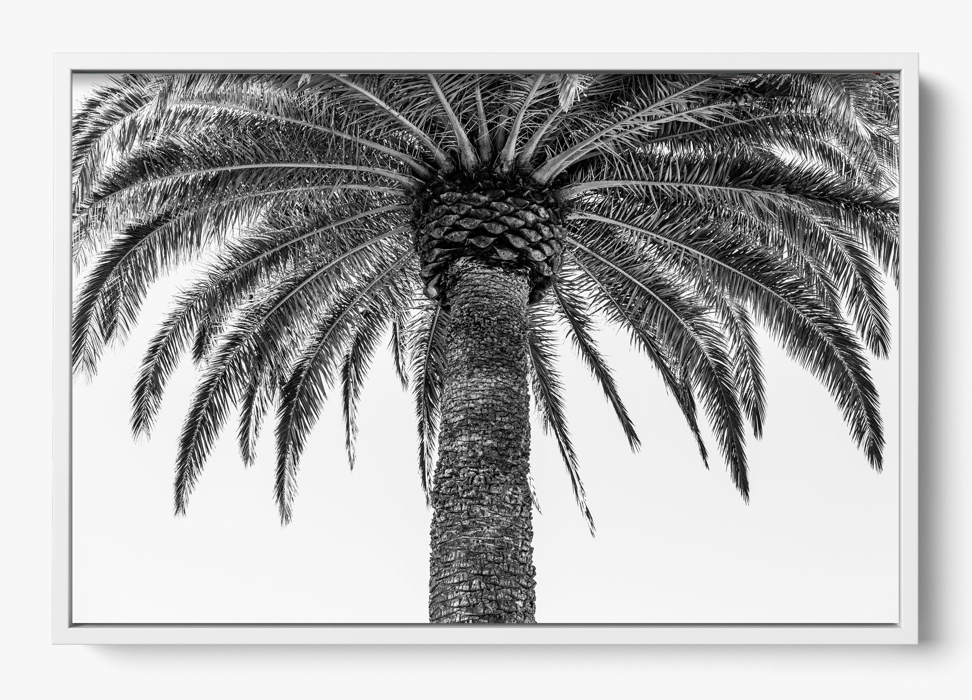 The Queen Palm
