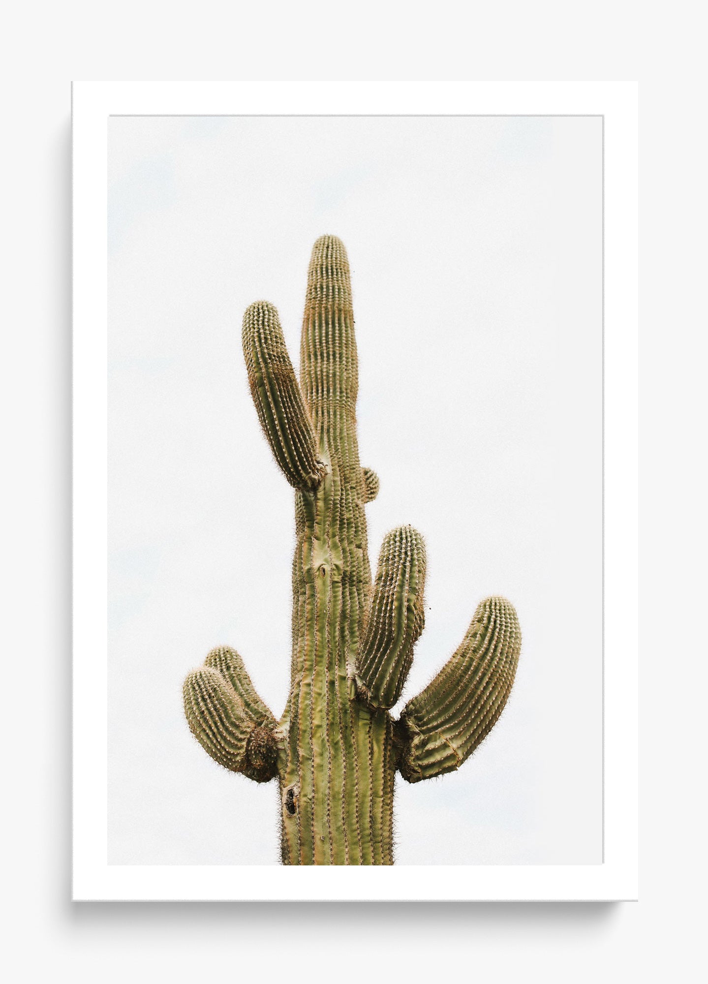 Saguaro