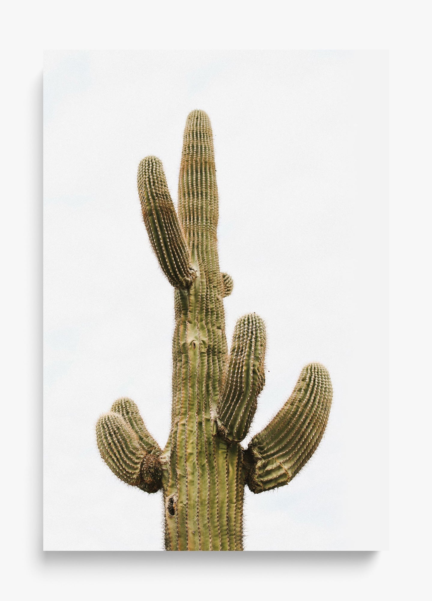 Saguaro