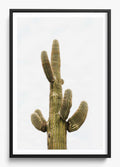 Saguaro