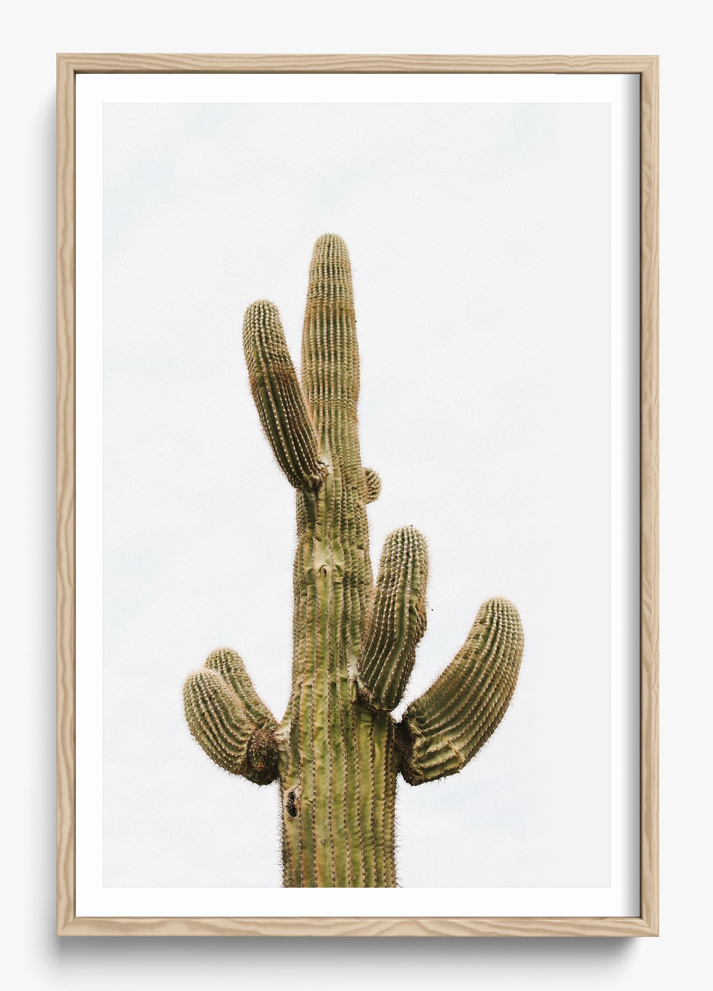 Saguaro