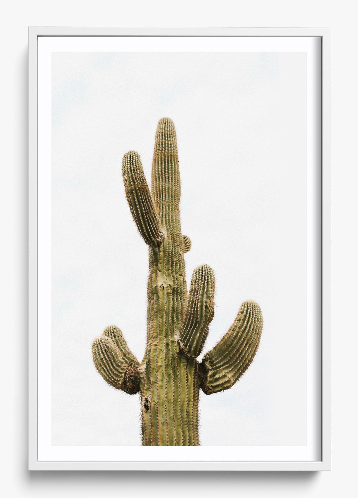 Saguaro