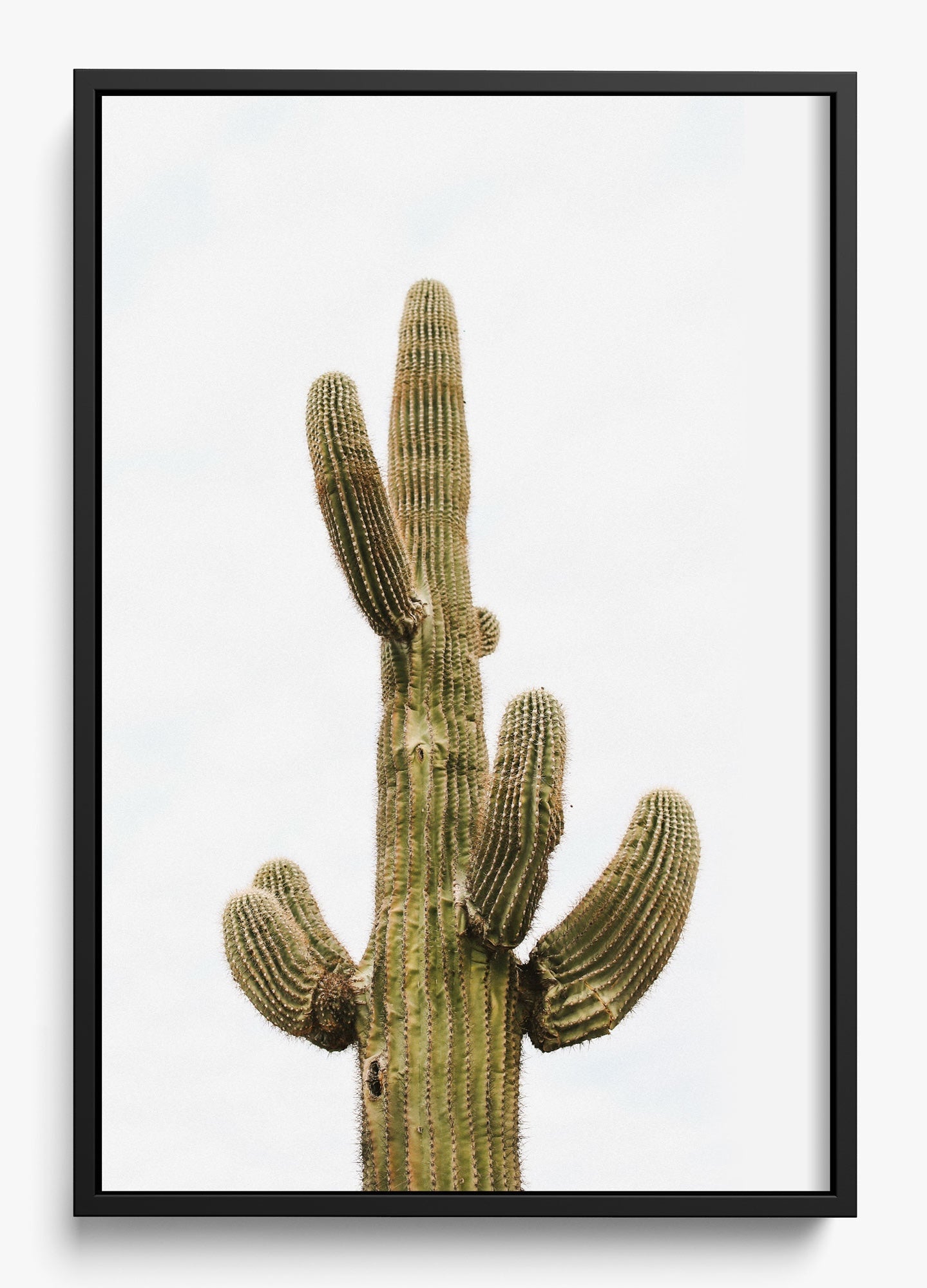 Saguaro