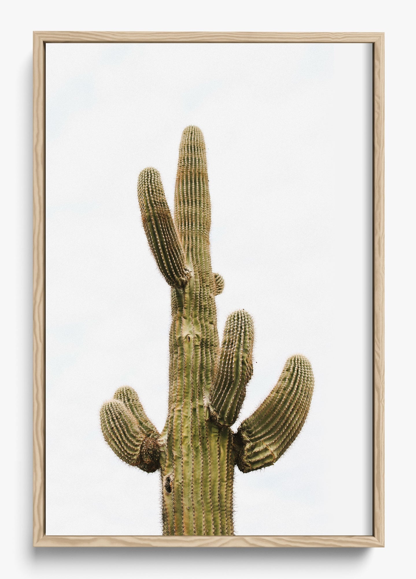 Saguaro