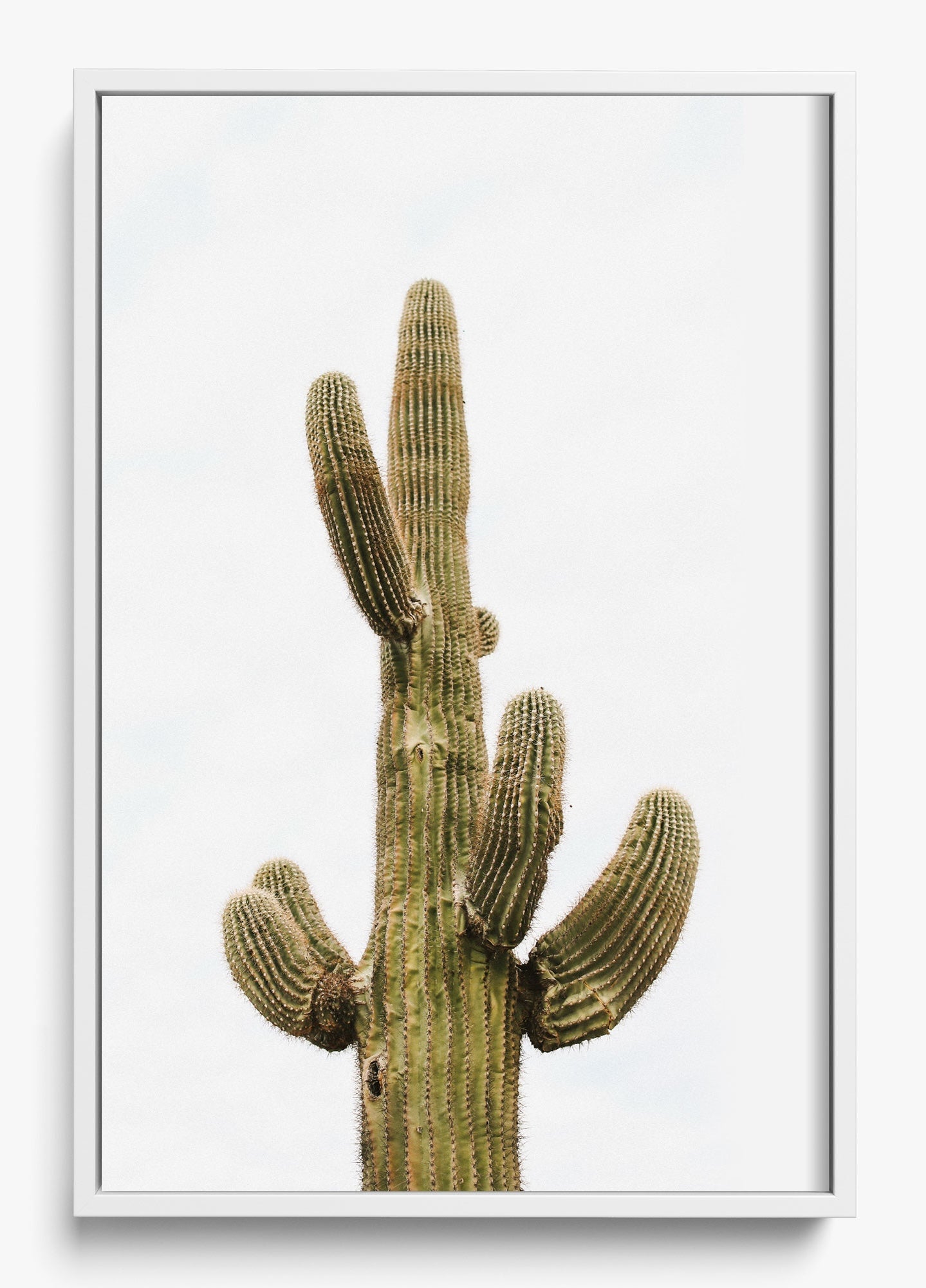 Saguaro