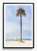 San Diego Palms