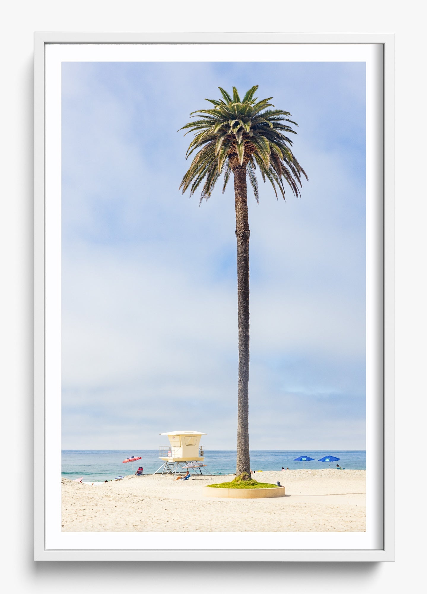 San Diego Palms