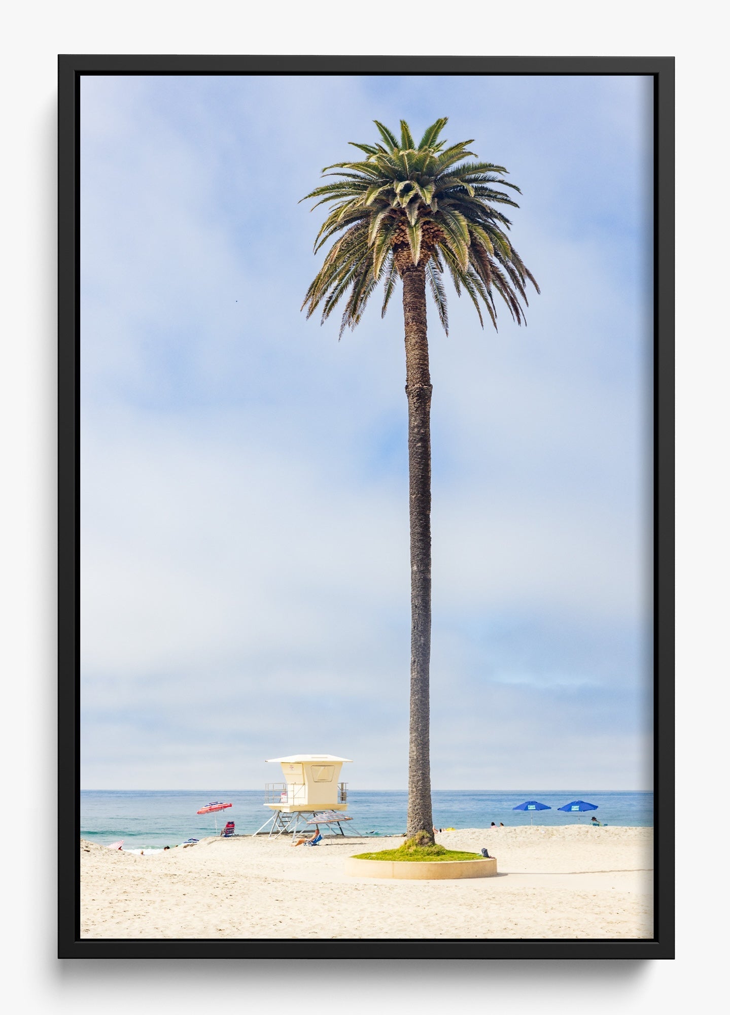 San Diego Palms
