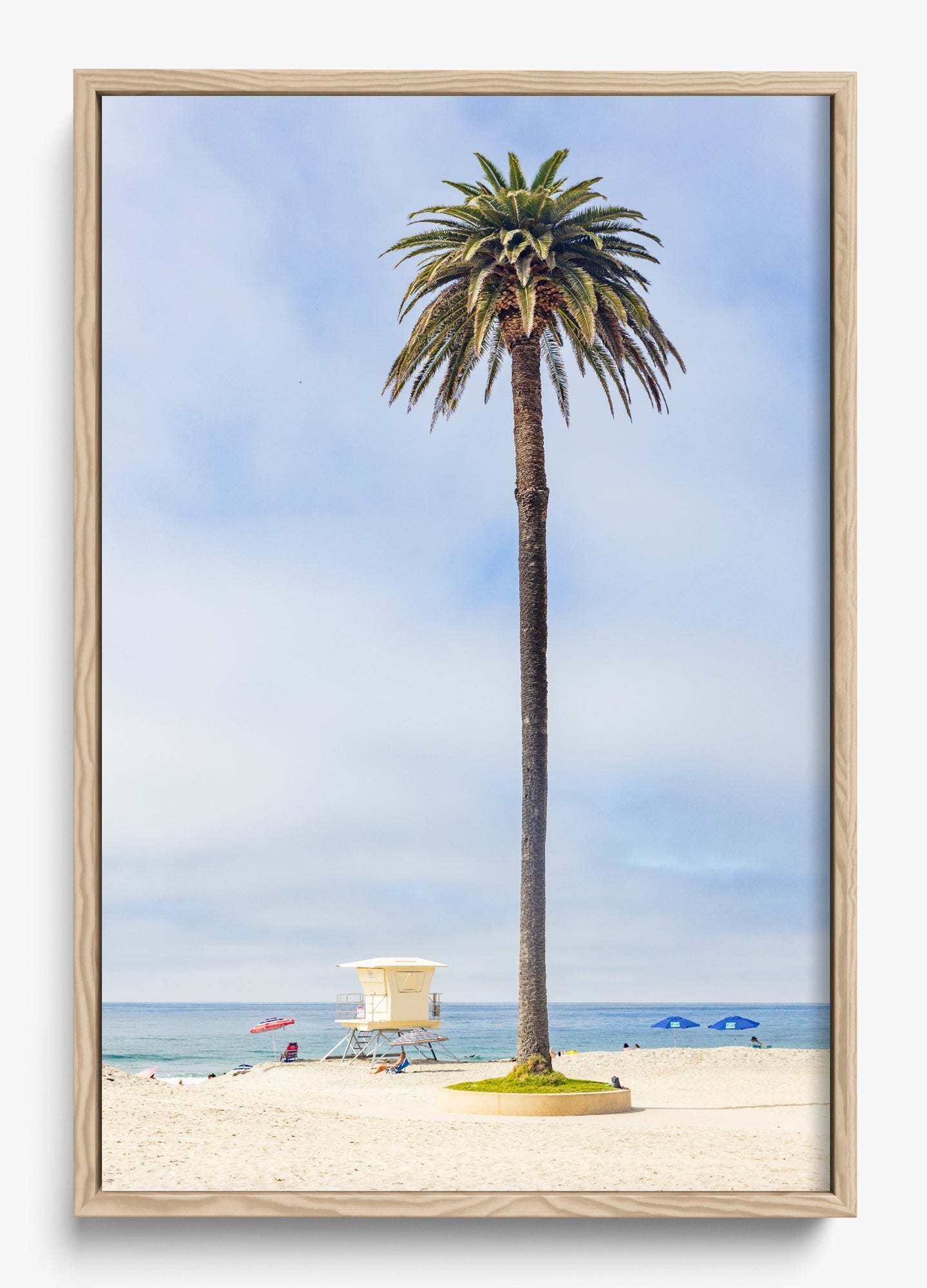 San Diego Palms