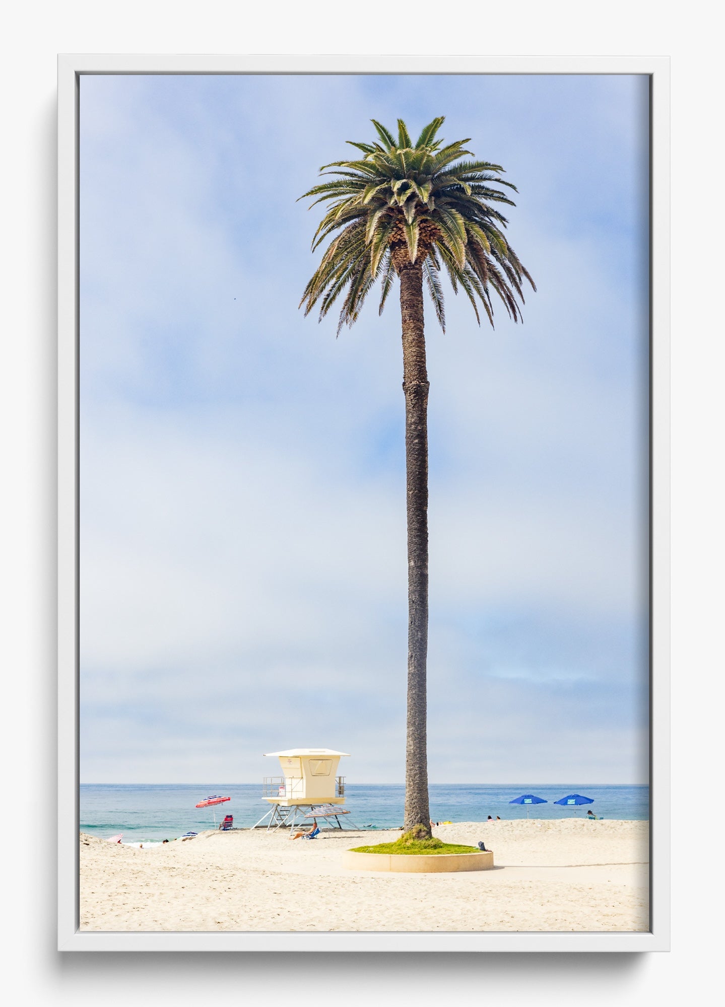 San Diego Palms