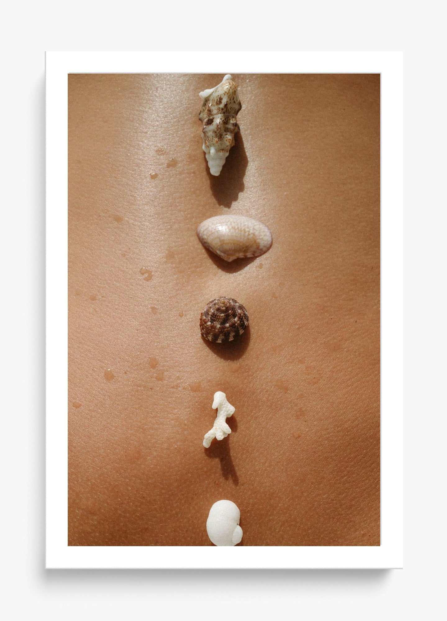 Seashells
