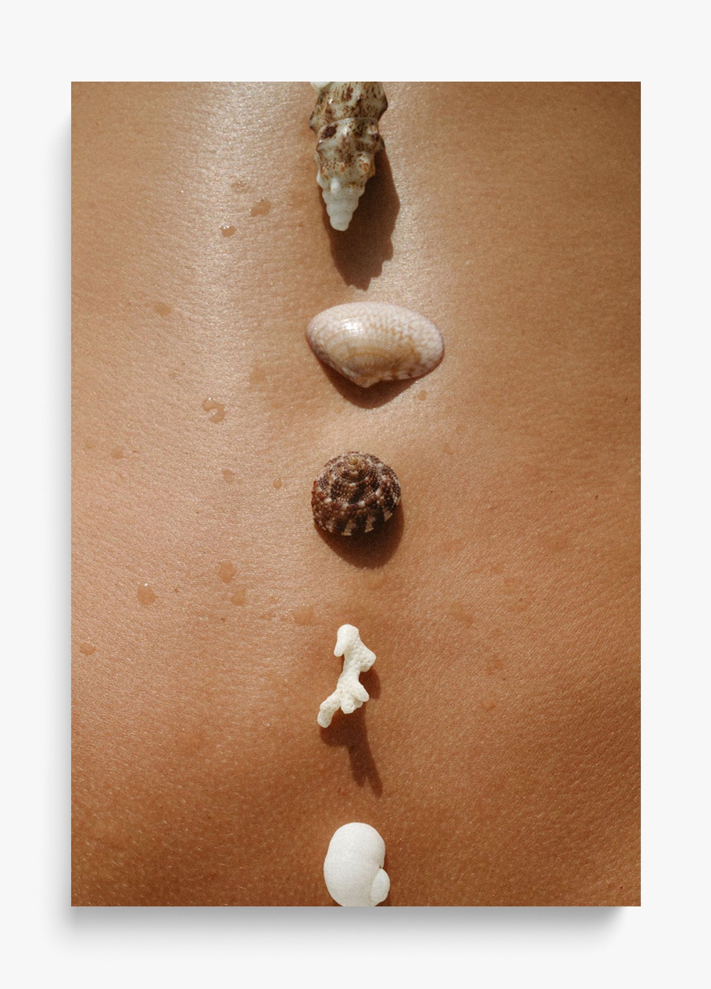 Seashells
