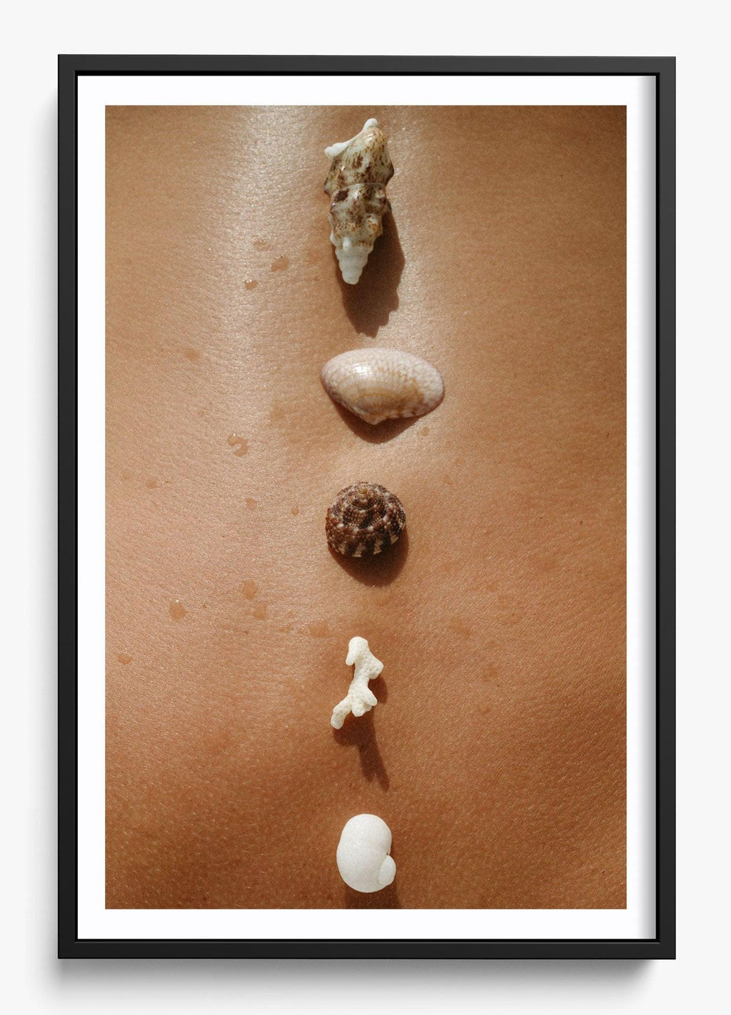 Seashells