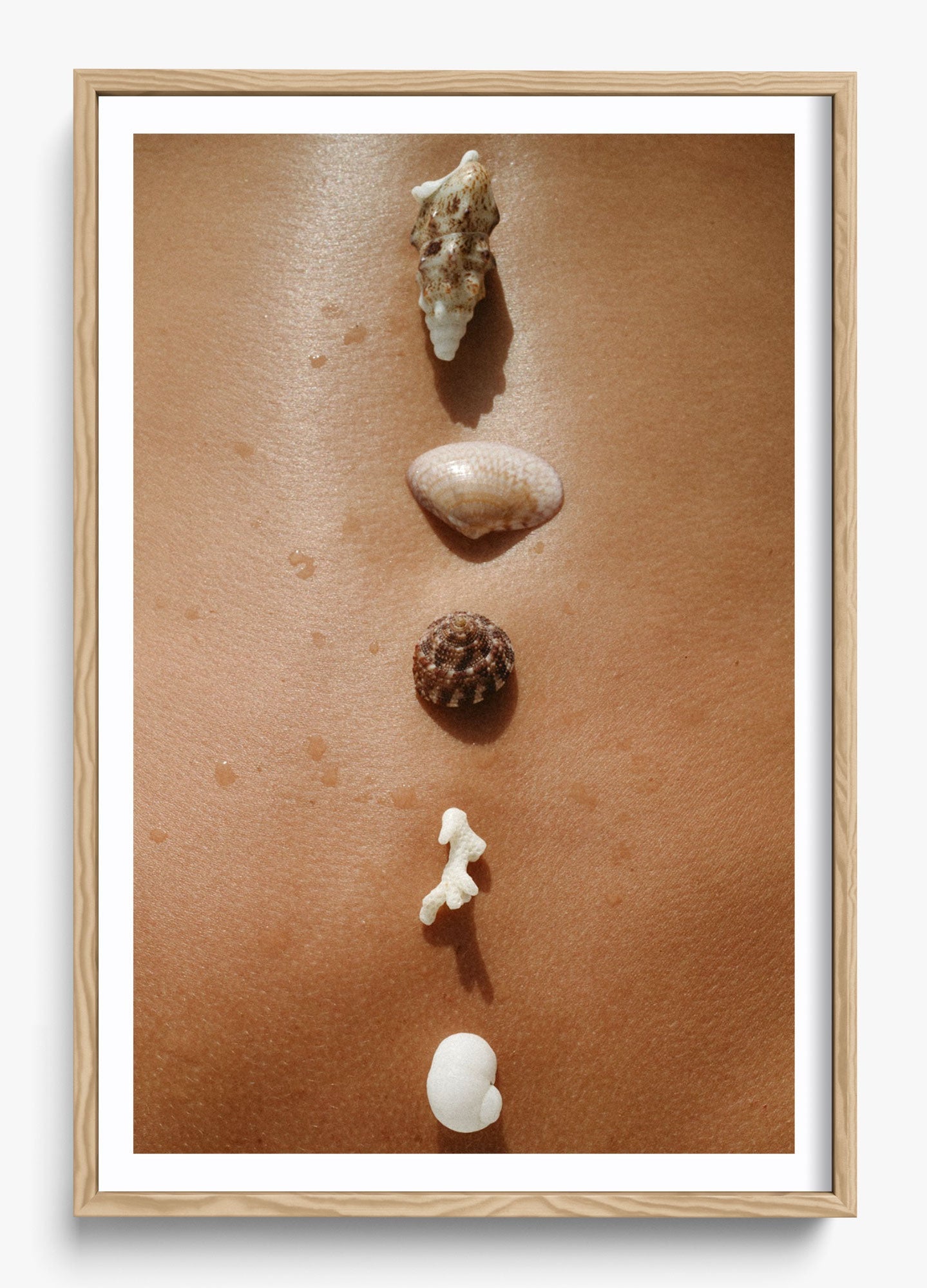 Seashells