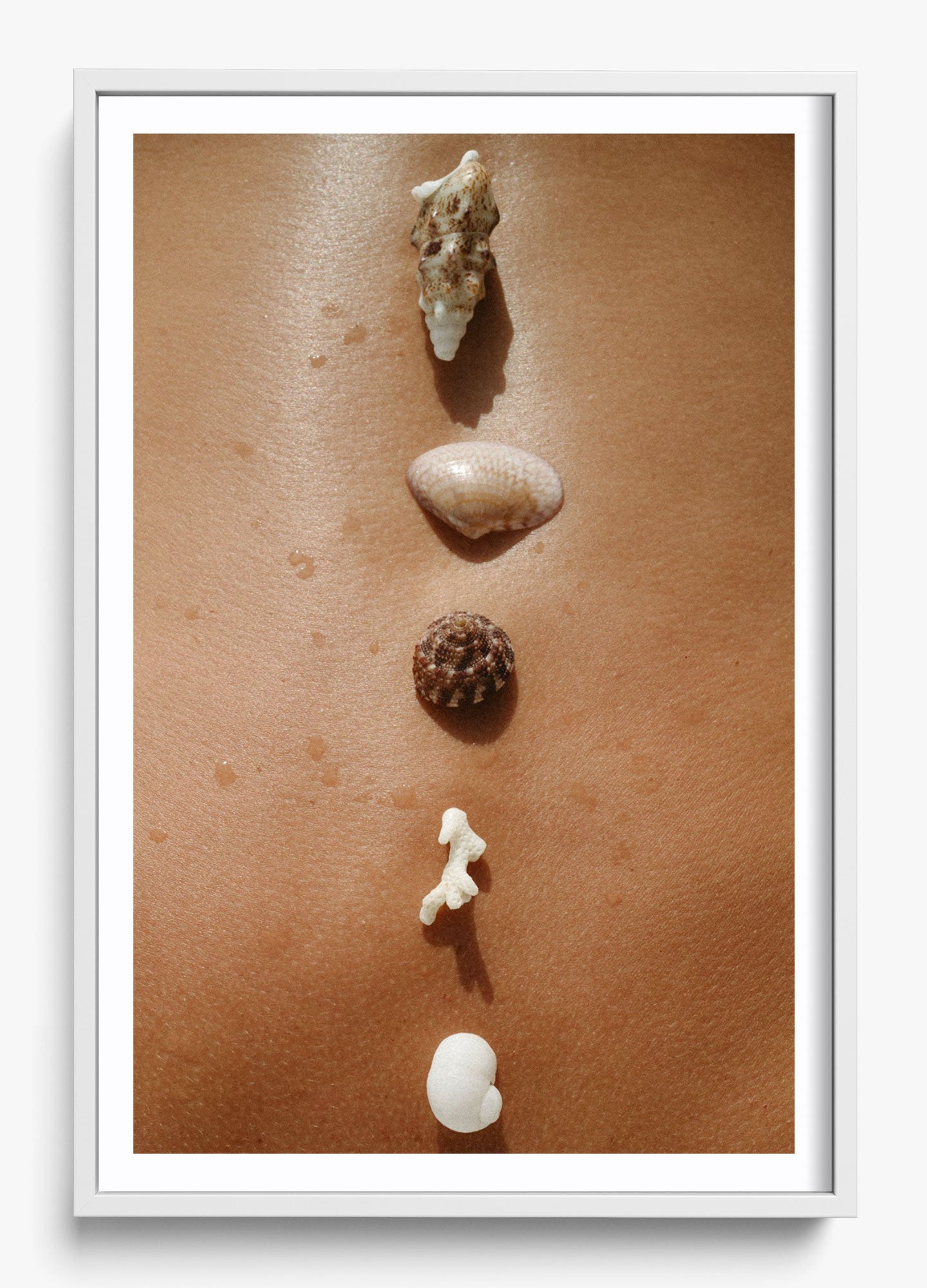 Seashells