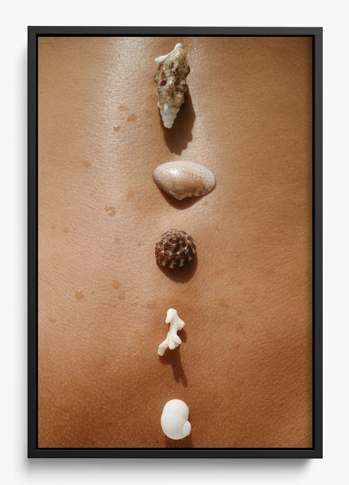 Seashells