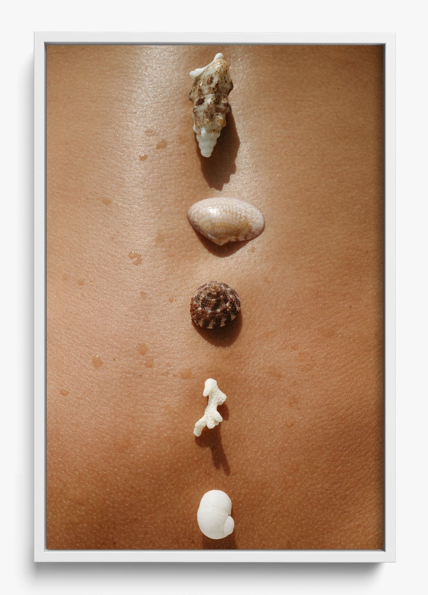 Seashells