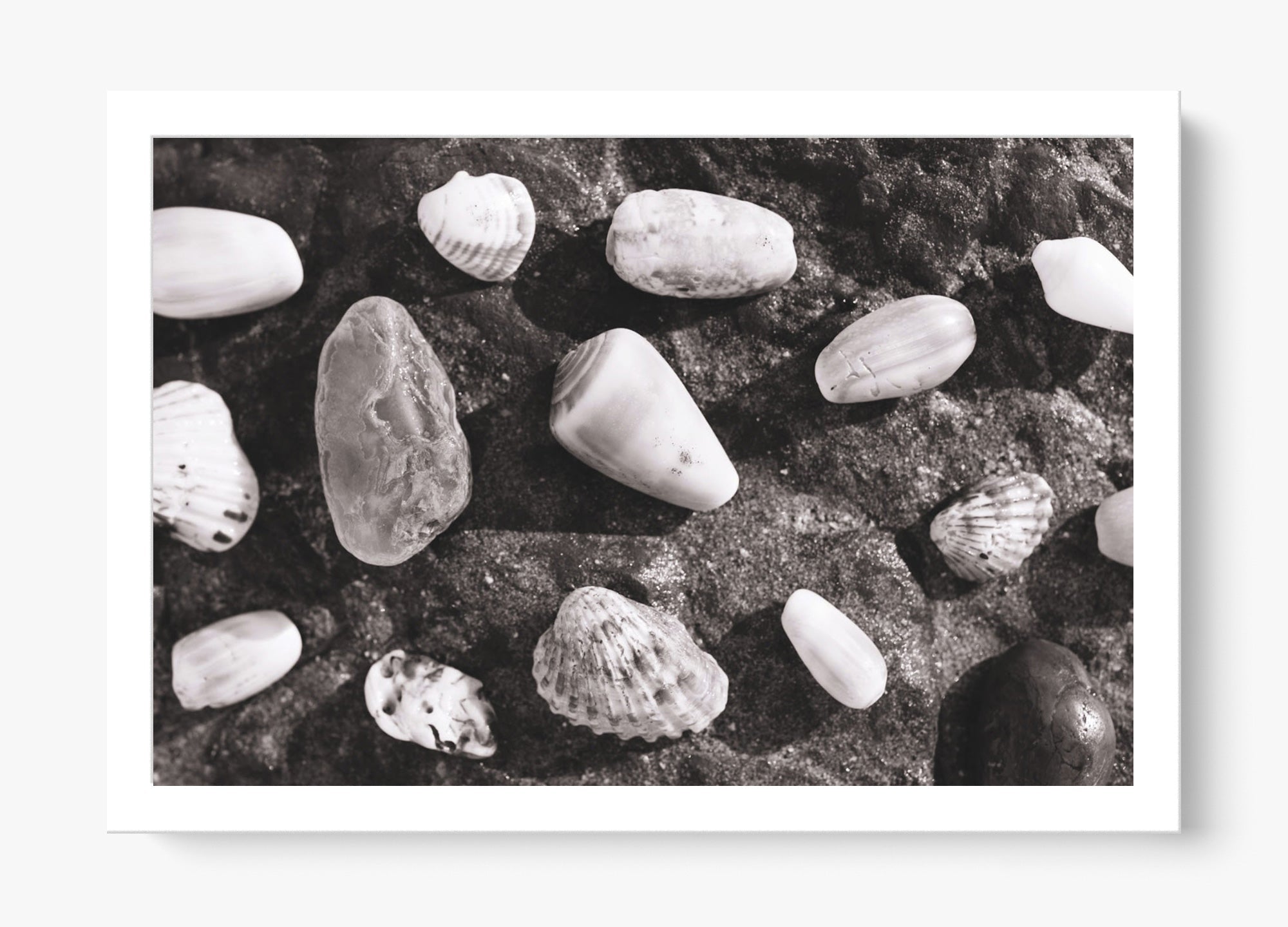 Shells Of White