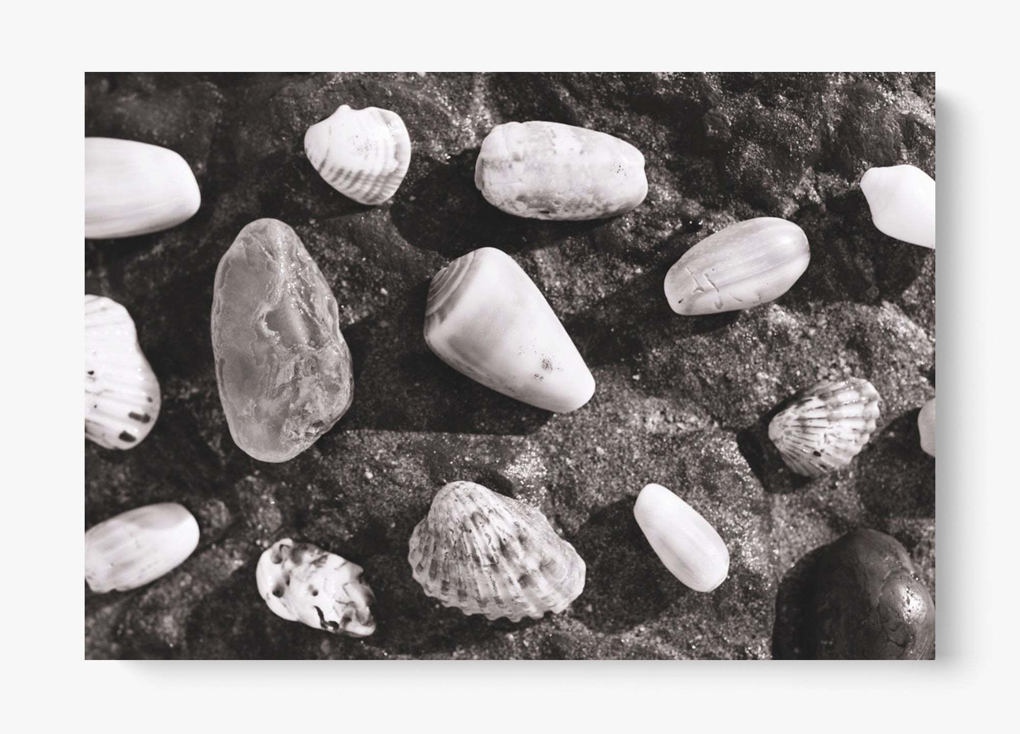Shells Of White